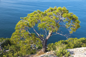Fototapeta na wymiar alone pine tree growing on the slope of the mountain in the Crimea