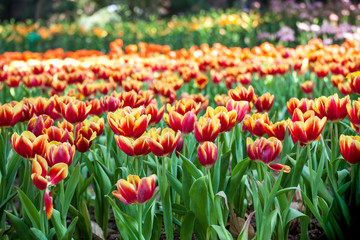 Tulip garden