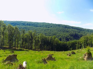 Naklejka premium Meadow, forest and sky