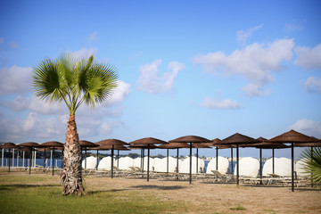 Palmtree on a beach in Greece - 92514973