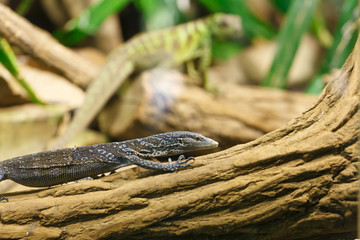 lizard - Varanus macraei