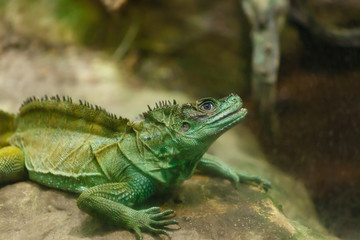 Fototapeta premium Iguana iguana