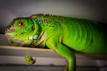 Naklejka premium iguana 