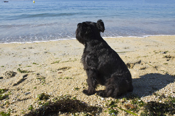 beach black schnauzer