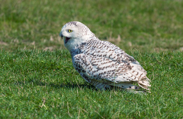 snow owl