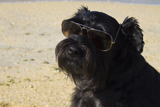 black schnauzer on the beach with sunglasses