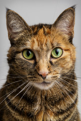 Cat Staring Intensely into the Camera