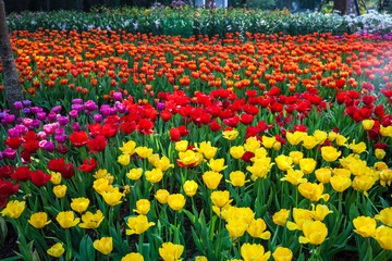 Tulip garden