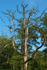 oak forest