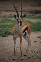 Fototapeta premium Thomson's gazelle 