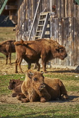 Fototapeta premium Tranquil European bison (Bison bonasus) females and their calves resting in the sun in an enclosure of a nature reserve in Vama Buzaului, Brasov, Romania.