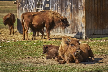 Obraz premium Tranquil European bison (Bison bonasus) females and their calves resting in the sun in an enclosure of a nature reserve in Vama Buzaului, Brasov, Romania.