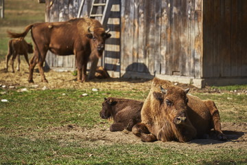 Tranquil European bison (Bison bonasus) females and their calves resting in the sun in an enclosure of a nature reserve in Vama Buzaului, Brasov, Romania.
