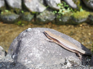 田舎の川辺にいるトカゲ