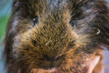 Cavia porcellus