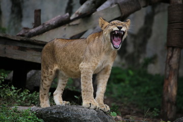 The young Lions