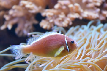 kleiner Anemonenfisch