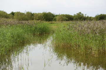 Le Parc de Marquenterre