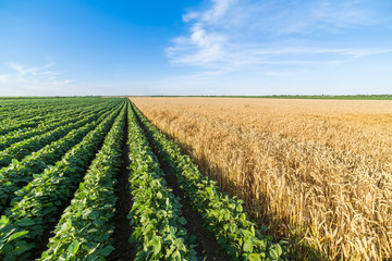 Green soybean field alongside of ripe wheat