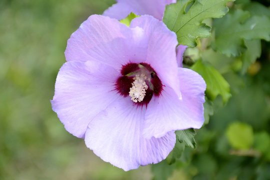 Detail A Common Hollyhock Flower