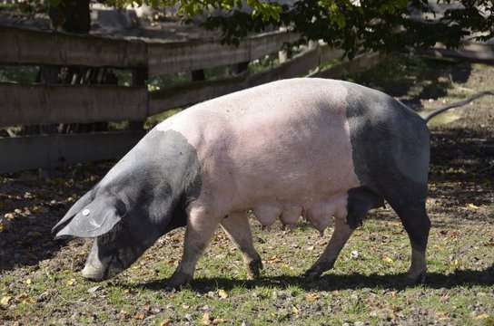 Sattelschwein