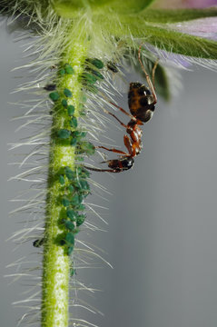 ant with vine fretters
