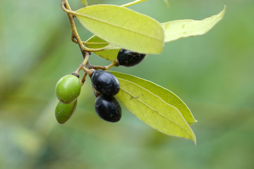 Laurel branch, Bay, myrtle