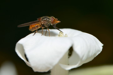 Fliege sitzt auf weißer Blüte