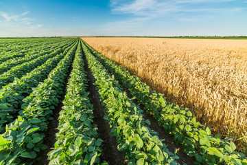 Fototapeta na wymiar Green soybean field alongside of ripe wheat