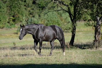 Fototapeta premium Pferd auf der Weide