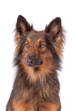 Harzer Fuchs