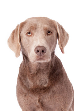 Labby Portrait