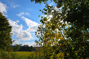 Herbstlaub im Gegenlicht der Sonne