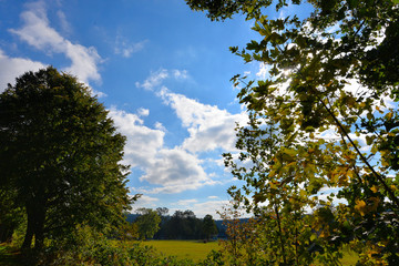 Herbstlaub im Gegenlicht der Sonne