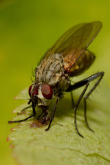 Fliegenmakro