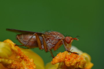 Hornfliege saugt Nektar an einer Blüte