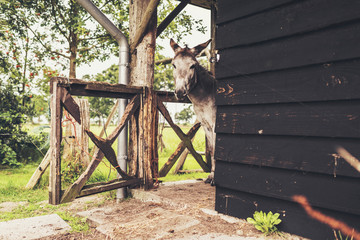 Donkey looking around corner of stable.
