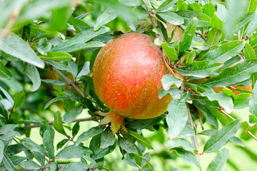 Pomegranate on the branch.