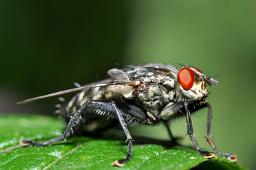 Stubenfliege