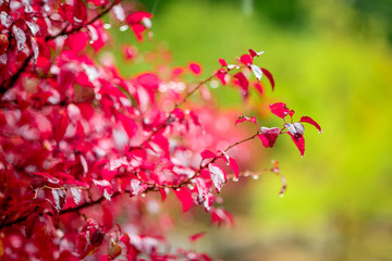 Rainy autumn