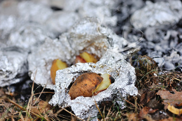 Baked potatoes covered with aluminum foil roasting in a bonfire