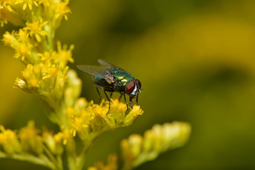 Echte Fliege