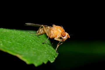Fliegenmakro