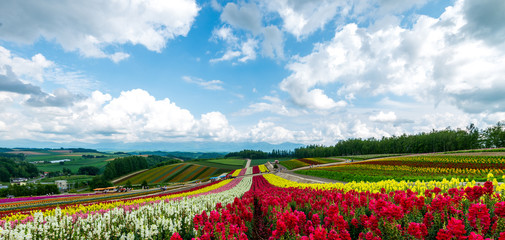Hokkaido Colorful flower, Japan Jul 2015 - obrazy, fototapety, plakaty