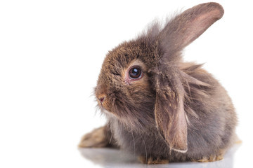  lion head rabbit bunny lying on isolated background.