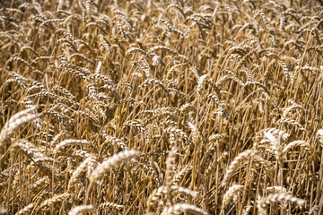 close up of a wheat field in summer