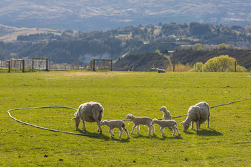 flock of sheep