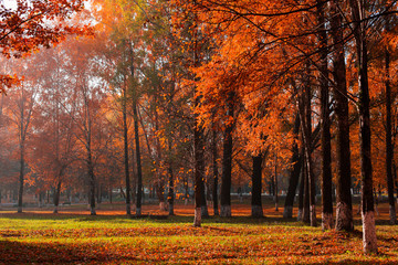 sunny autumn landscape
