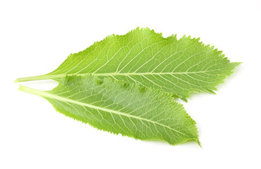 Fototapeta premium The leaves of horseradish for canning.