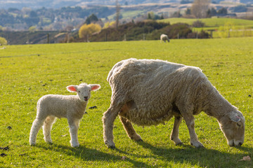 flock of sheep